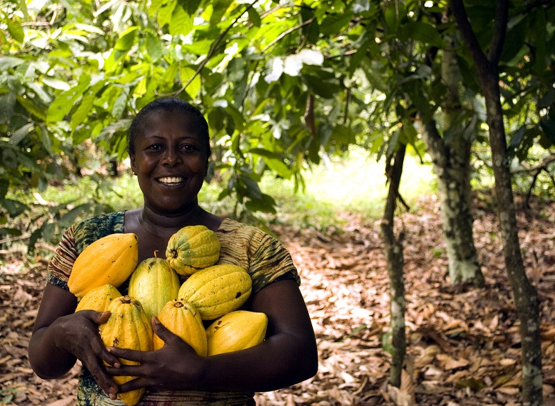 Chocolat - Hausse record du prix d'achat du cacao en Côte d'Ivoire